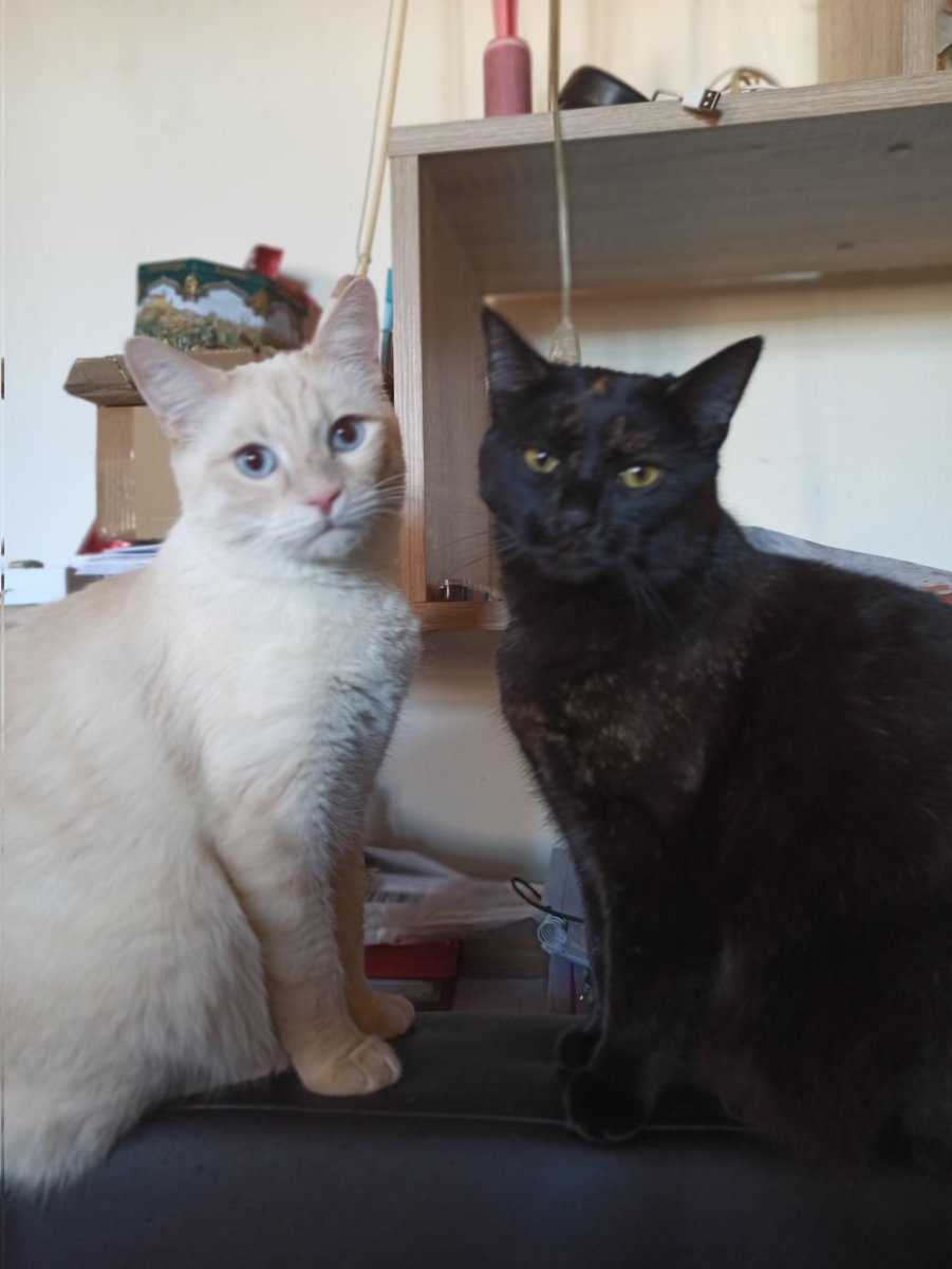 Oh and I have two since 2020 lol
Skipper &amp; Nyra

(No the light one is NOT a female ffs)