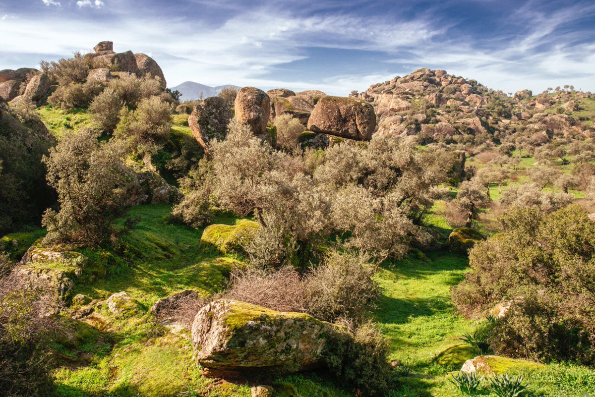 Anadolu’nun altını zeytindir. #ZeytinimeDokunma