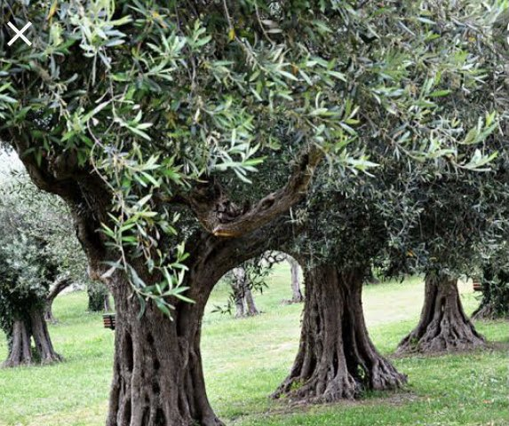 ozturk_mustafa's tweet photo. Zeytin ağaçları ve topraktaki bitki örtüsü, önemli sera gazı yutak alanlarıdır. 
Sera gazı salımı, karbon yutak alanlarını artırarak azaltılabilir. https://t.co/qraFv6R1po