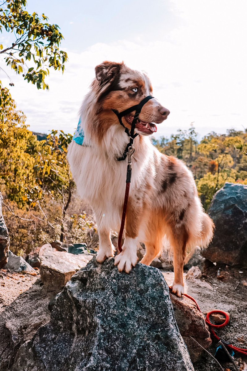 Mountain goat or dog..?⛰🐐
#twitterdogcommunity #adventure #dogsoftwitter #australianshepherd
