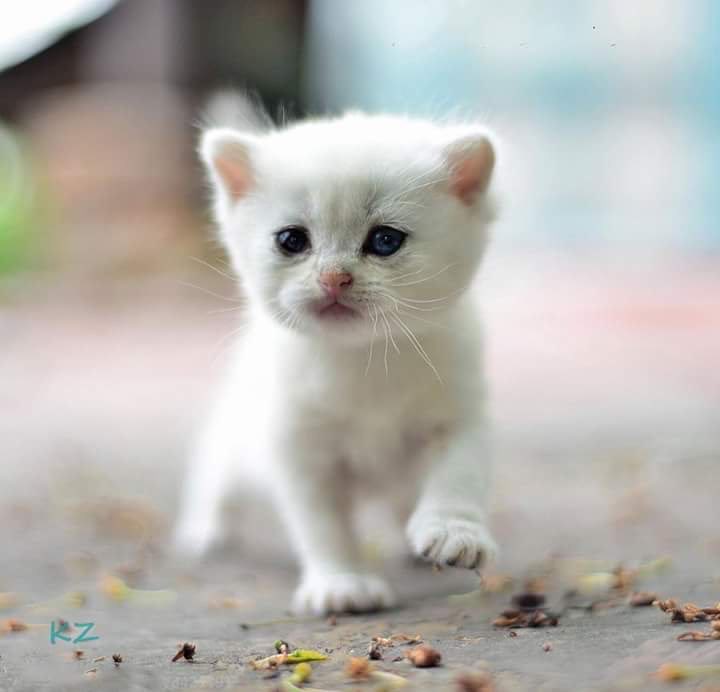 Беленьких котиков. Белый котенок. Маленький котенок. Маленький Беленький котенок. Белый котёнок миленький.