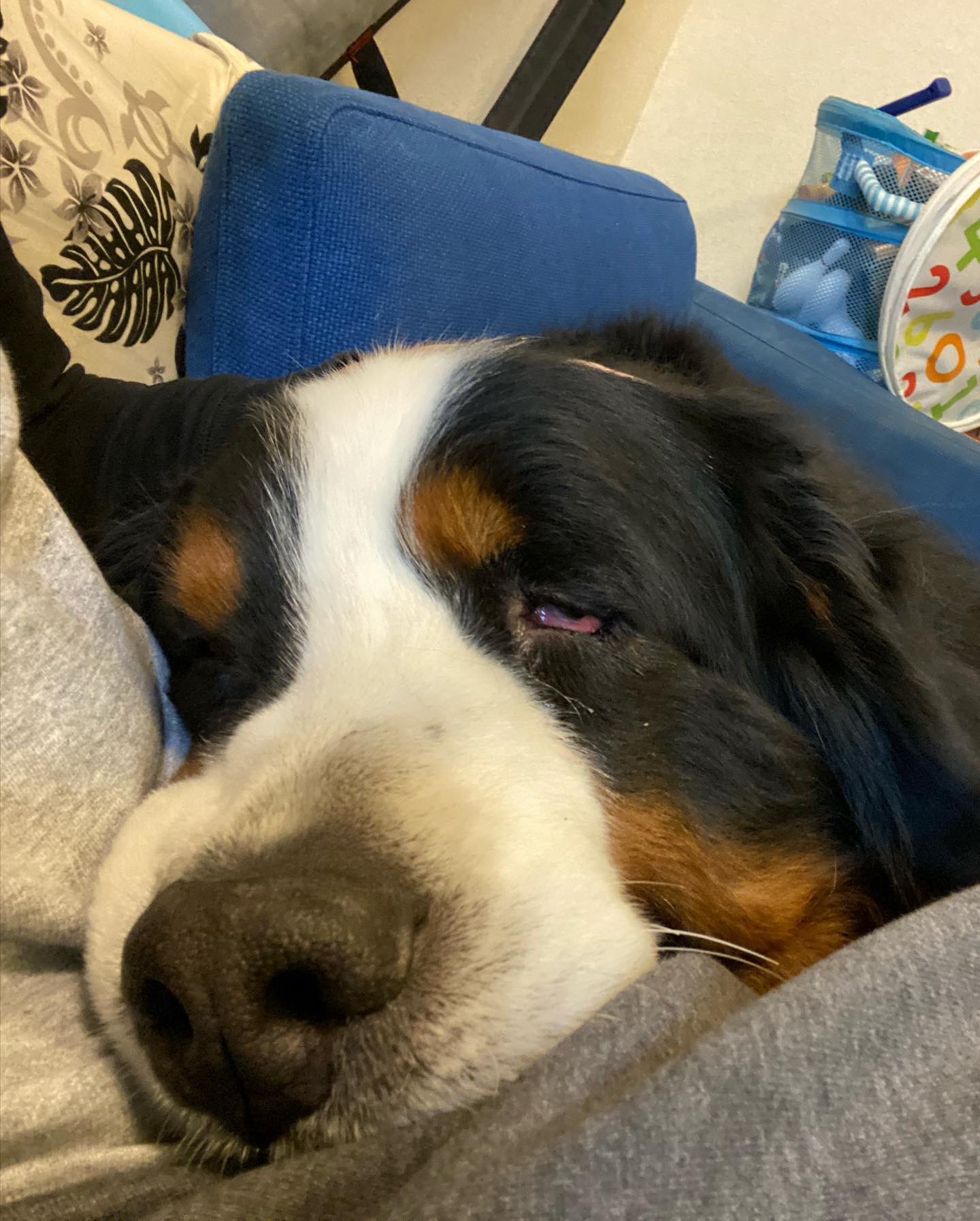 胸毛ふぁさ部 Twitter Search Twitter