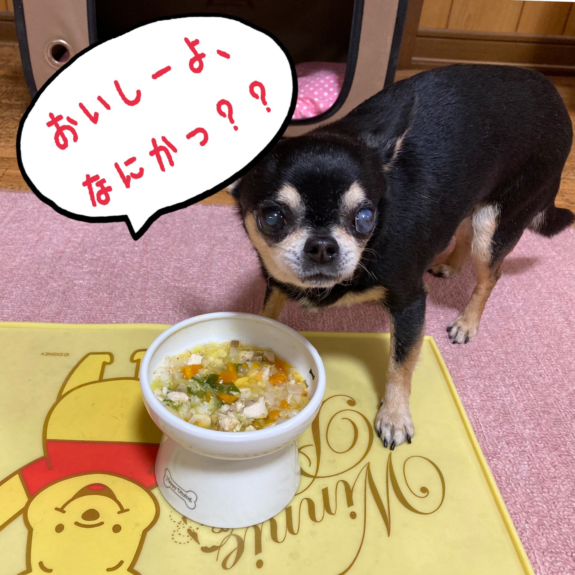 ハイジママ 高岡まちこ 犬ごはん Machiko Heidi Twitter