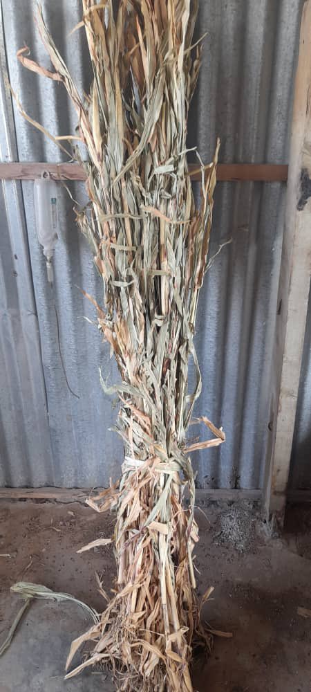 sialsInstitute's tweet photo. The price of sawdust bundle in Mogadishu markets has reached 13 Somali shillings (meaning each sawdust costs one thousand Somali shillings).
This is a new phenomenon in the capital's fodder markets.
@FAOLivestock @ILRI @USAIDSomalia @CMolfr @gabowduale https://t.co/EED8anYIGz