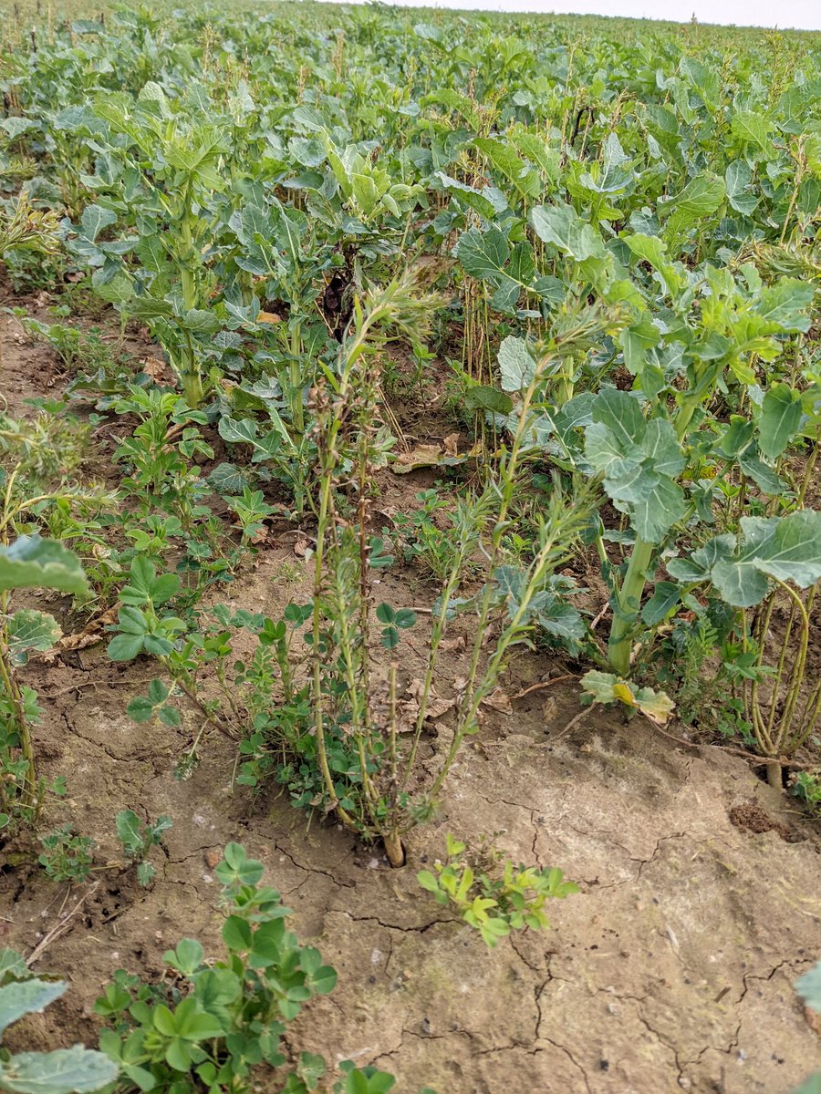 Olivier Vasseur tweet media