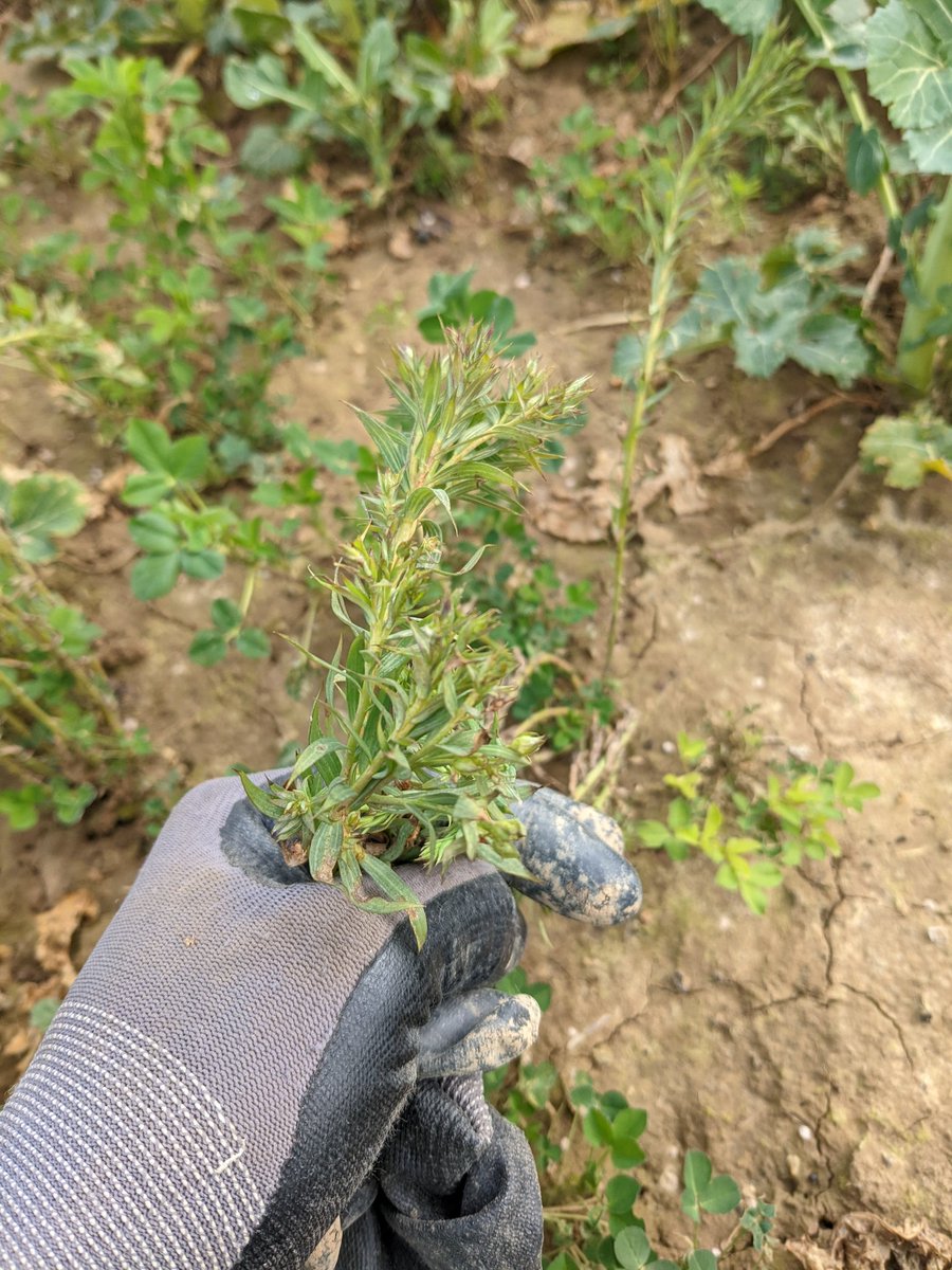 Olivier Vasseur tweet media