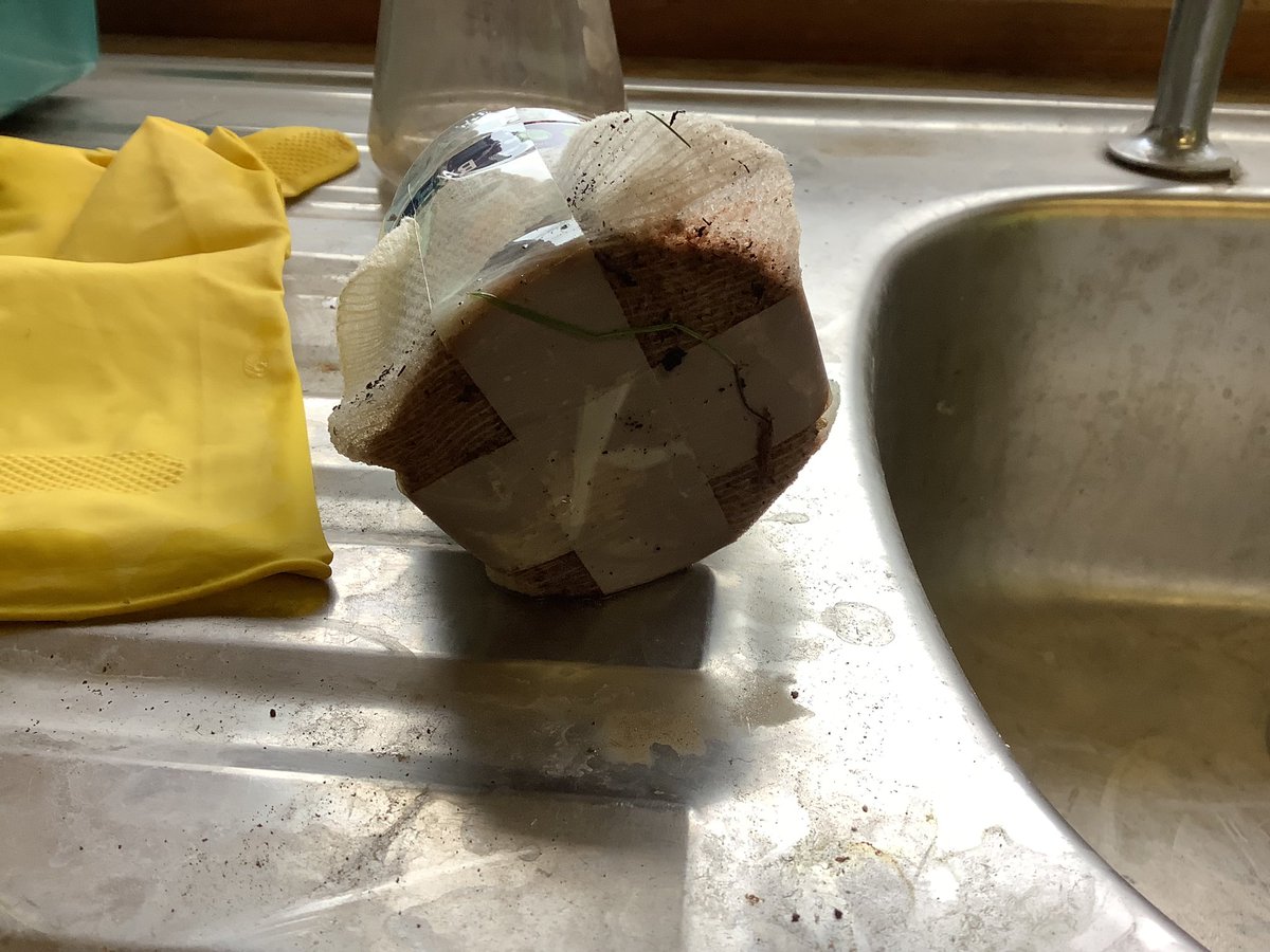 MrAgScience1's tweet photo. Capillary action in different soil types
Had no glass tubes so cut a water bottle and taped the bottom with bandage 😅
Growing grass seed reinforced that the clay soils have better capillary action. https://t.co/2n7XrmzeIk
