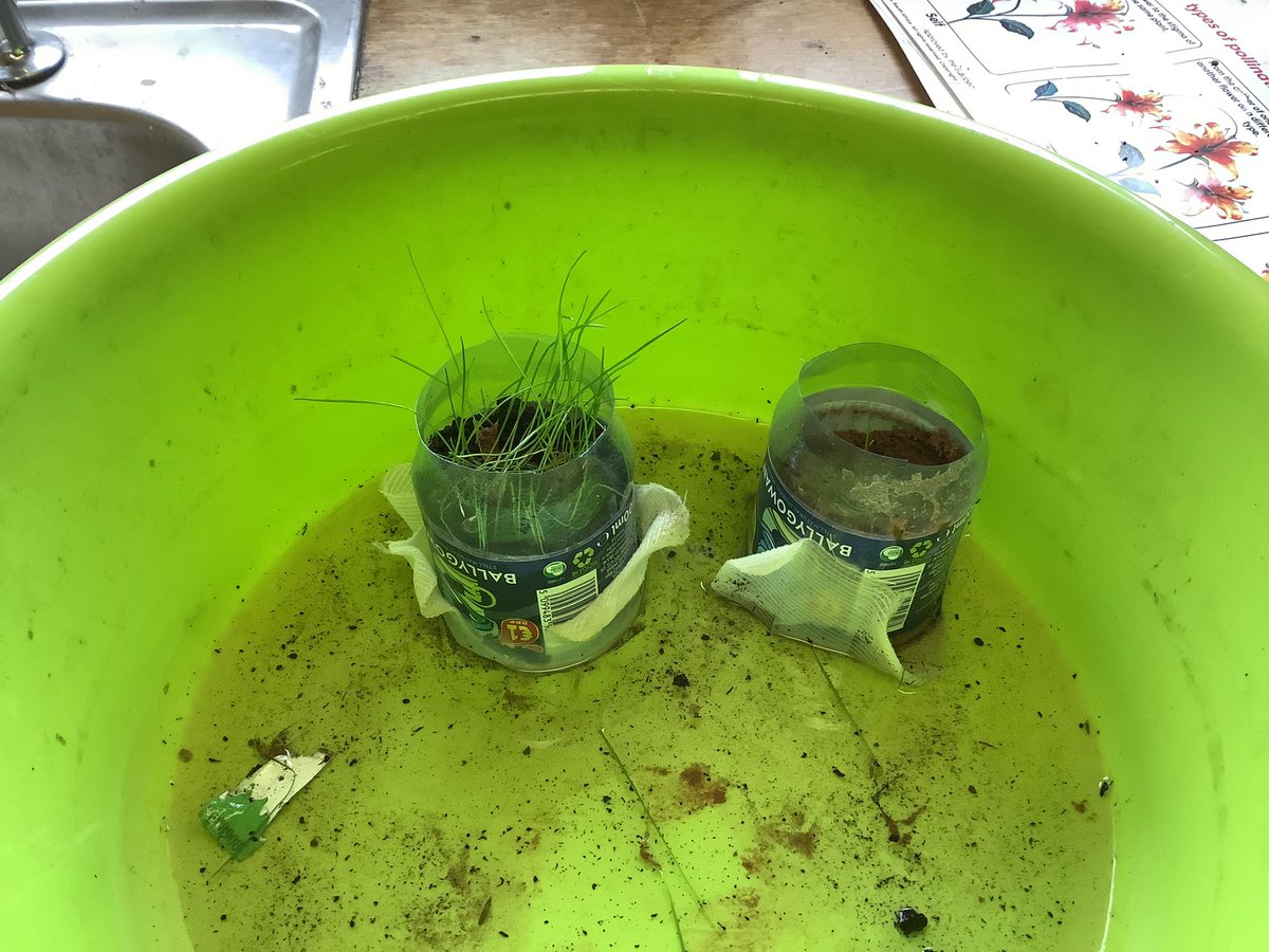 MrAgScience1's tweet photo. Capillary action in different soil types
Had no glass tubes so cut a water bottle and taped the bottom with bandage 😅
Growing grass seed reinforced that the clay soils have better capillary action. https://t.co/2n7XrmzeIk