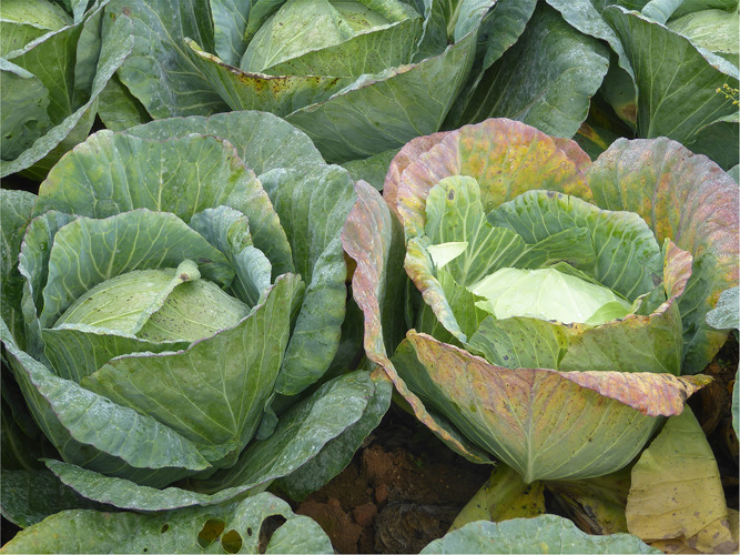 British Society for Plant Pathology on Twitter "First report of Turnip