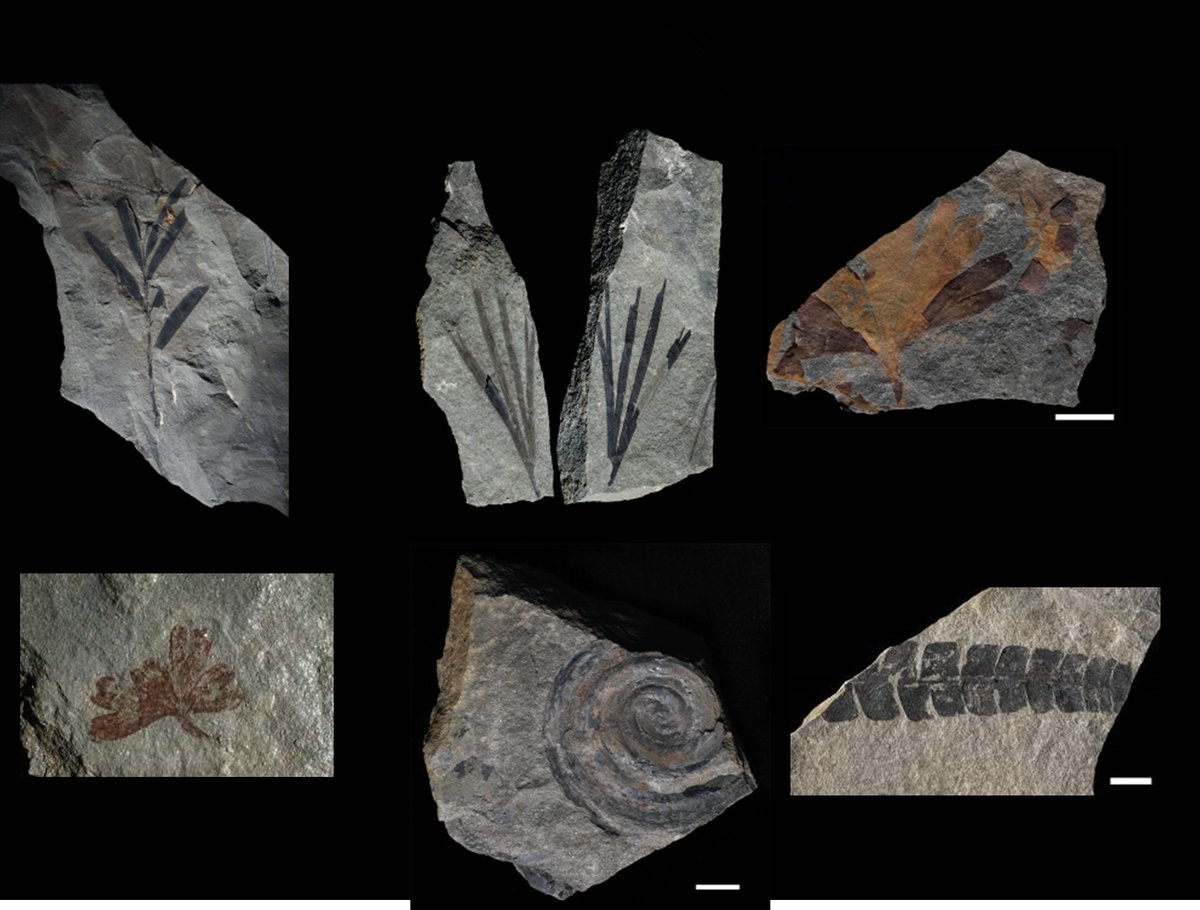 We are so looking forward to #EPPC2022 in Stockholm June 19-22nd. <a href="/nogue_sandra/">Sandra Nogué</a> and I are hosting Symposium S13 on PALEOTRAITS in PALEOBOTANY &amp; PALYNOLOGY. Abstract Deadline is 1st April. Please spread the word! <a href="/TERRAFORM_H2020/">TERRAFORM</a> 
jirango.com/cms/web/384b1e…