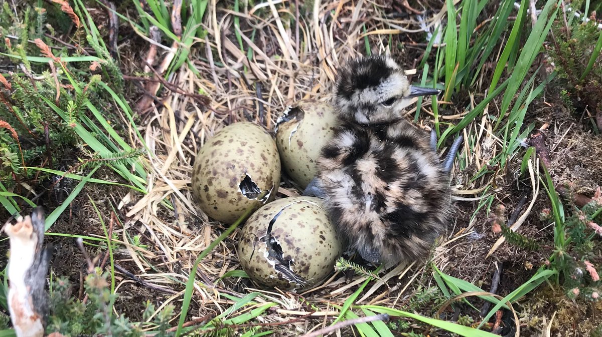 The #NewForest is a Special Protection Area for Birds &amp; a critical breeding location for rare #GroundNestingBirds. Groups across the local community are helping to ensure the survival of these birds this spring and summer. Find out how you can join them 👇 bit.ly/3JJCGkj