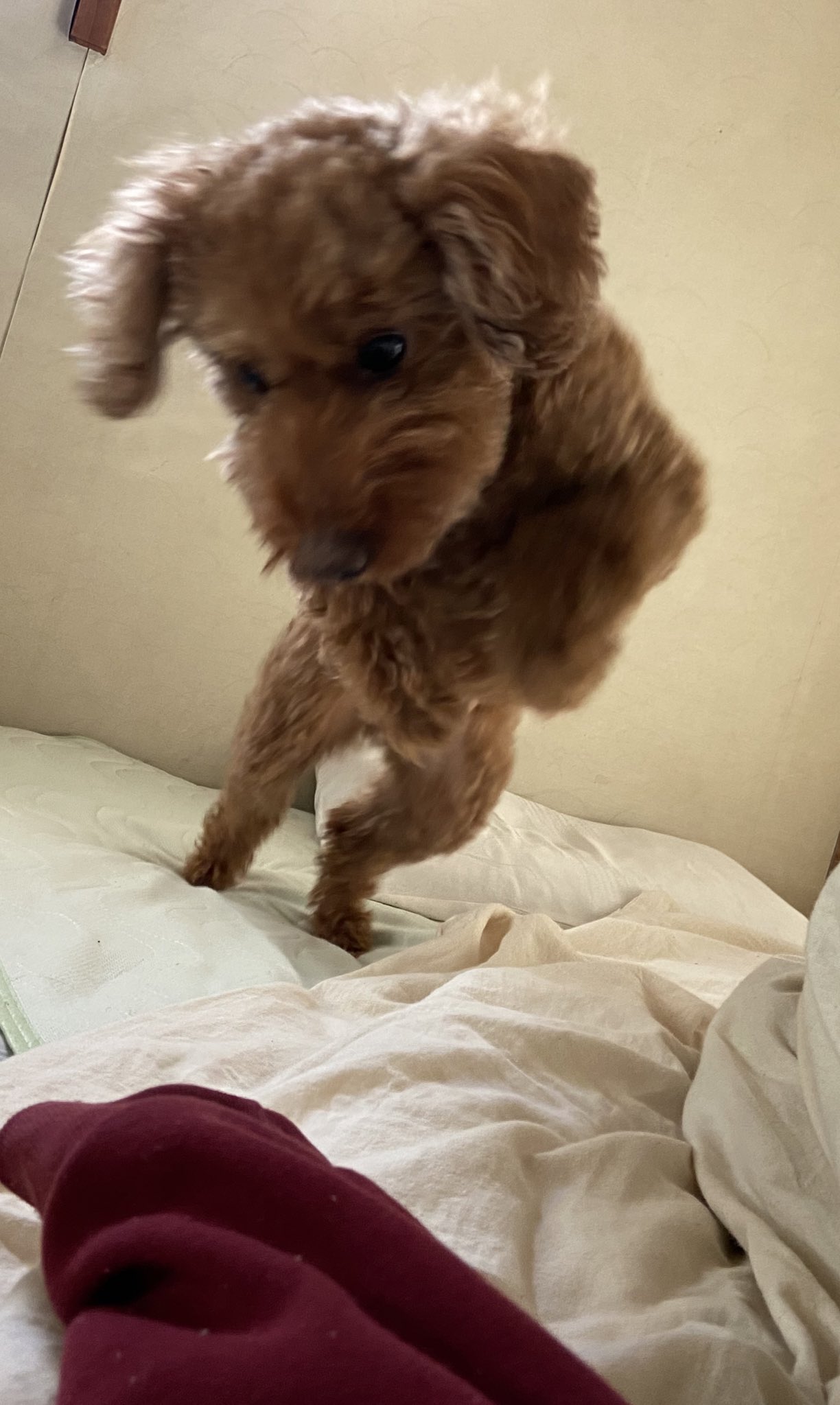 こ 飛びかかる瞬間 トイプードル デカプー 犬のいる暮らし T Co Kytzsmlseg Twitter