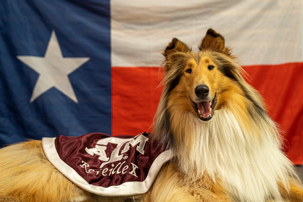reveille's tweet photo. Today I'm wishing all of my Aggies a happy Texas Independence Day! 🐾😊 https://t.co/BwMcjAuFxD
