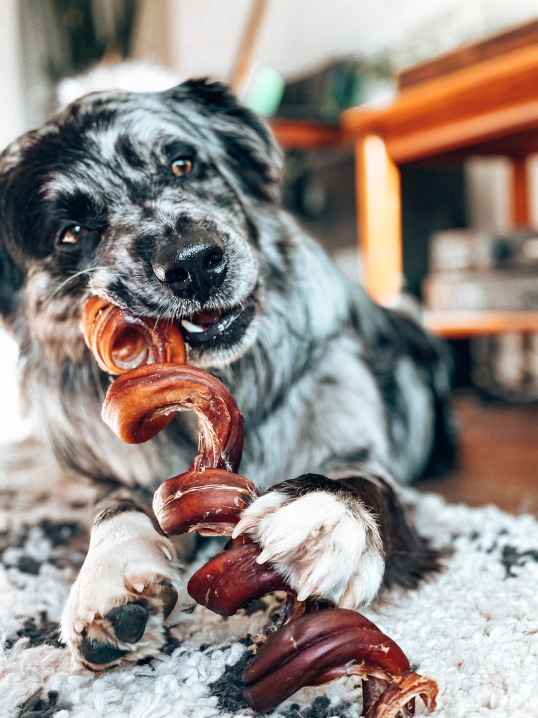 Bully springs are a great treat that is a little bit more complicated to chew than a normal stick! Your dog will have to use every angle to get that chew just right, so hopefully it takes them a bit longer than normal to eat!

🐶 : <a href="/herecomesfinley/">Savannah & Finley</a>

 #dogsoftwitter