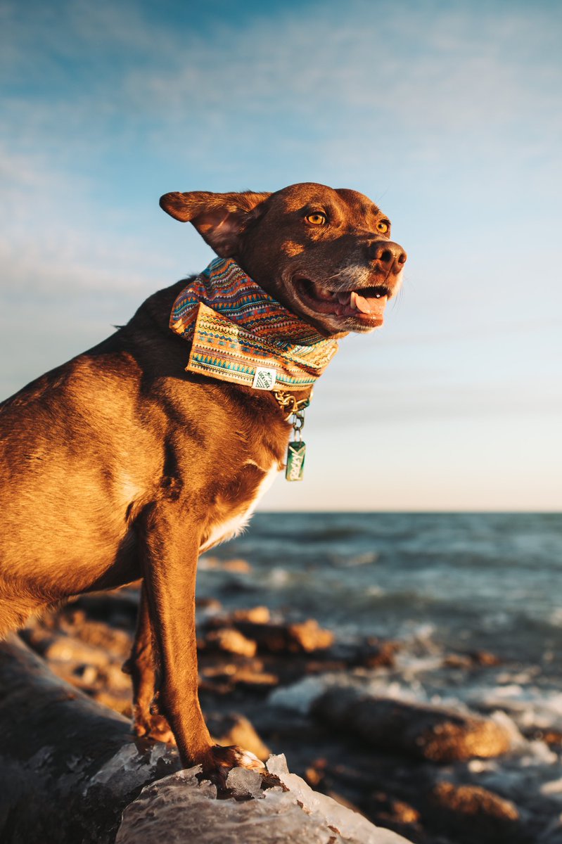 Recently obsessed with golden hour light. Reply with your favourite golden glow photo! ☀️ #dogsoftwitter #twitterdogcommunity #woofnottweet