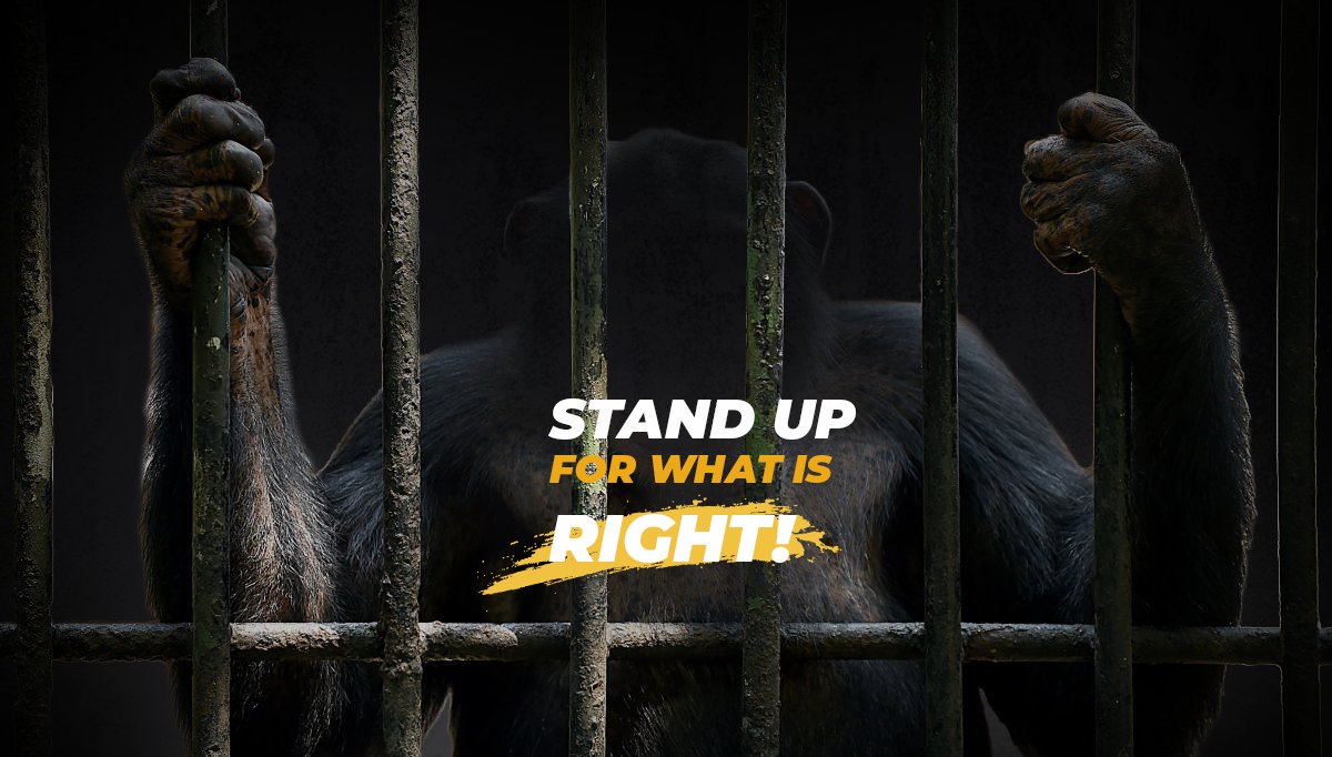 Alpha Apes World tweet media