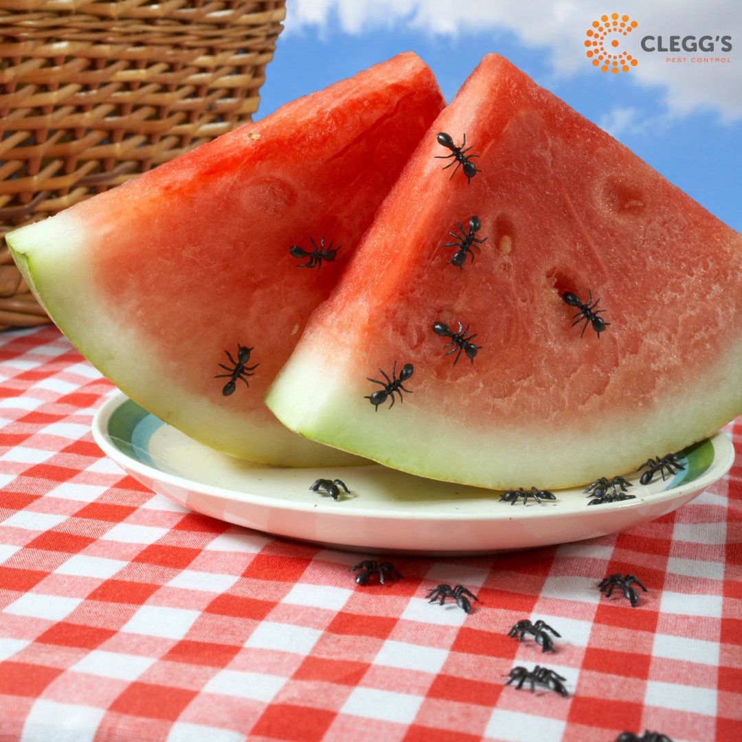 Spring is coming!
Here's a picnic pro tip for you: add a natural ant repellent like vinegar, lemon juice or mint to your next picnic  🐜  Incorporating a natural repellant into your outdoor activities can ensure an additional level of protection from uninvited picnic guests!