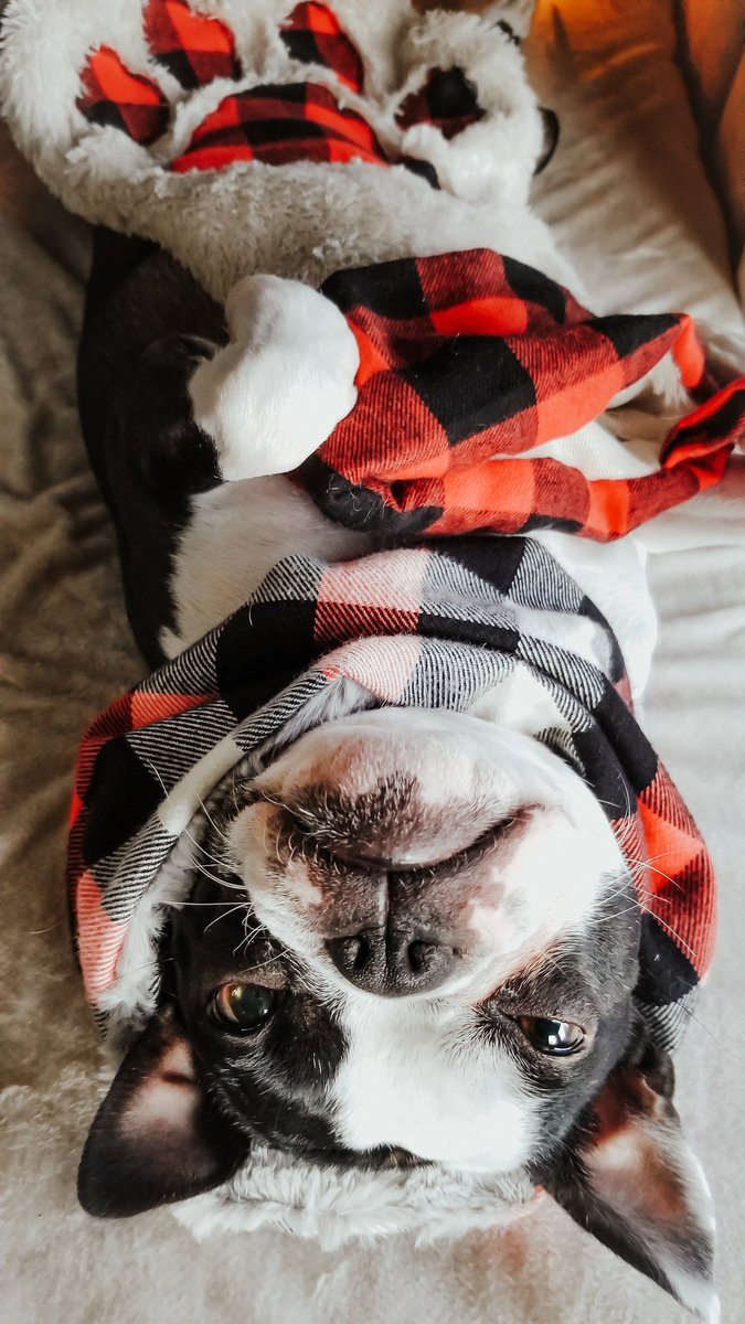 Feeling Naughty Posting this Holiday themed photo but ... look how cute she looks upside-down 

#dogsoftwitter #DogsofTwittter #dogsofinstagram #cute #dogs #dogtwittercommunity