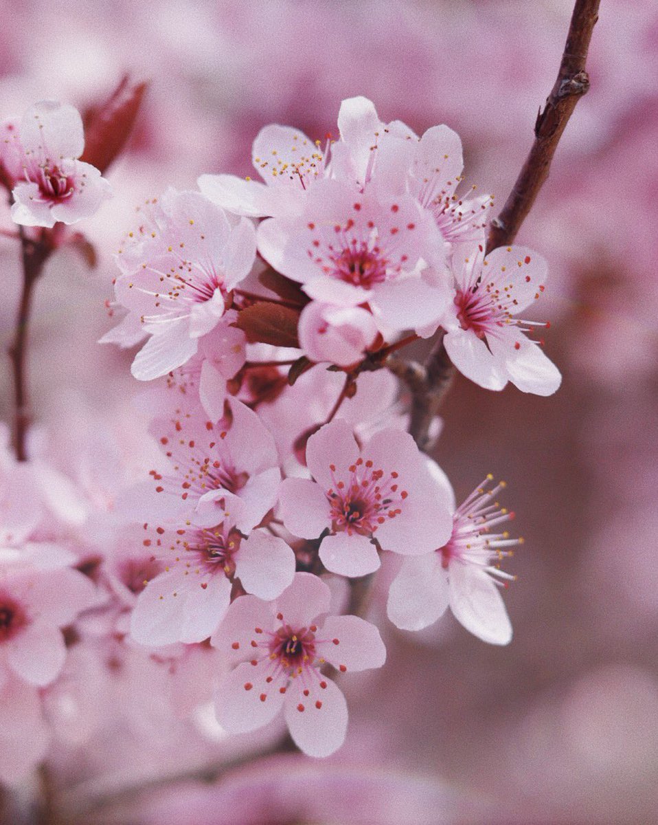 carmenhgphoto's tweet photo. Una de mis épocas favoritas 🌸🤍 https://t.co/mv4OMtzuJK
