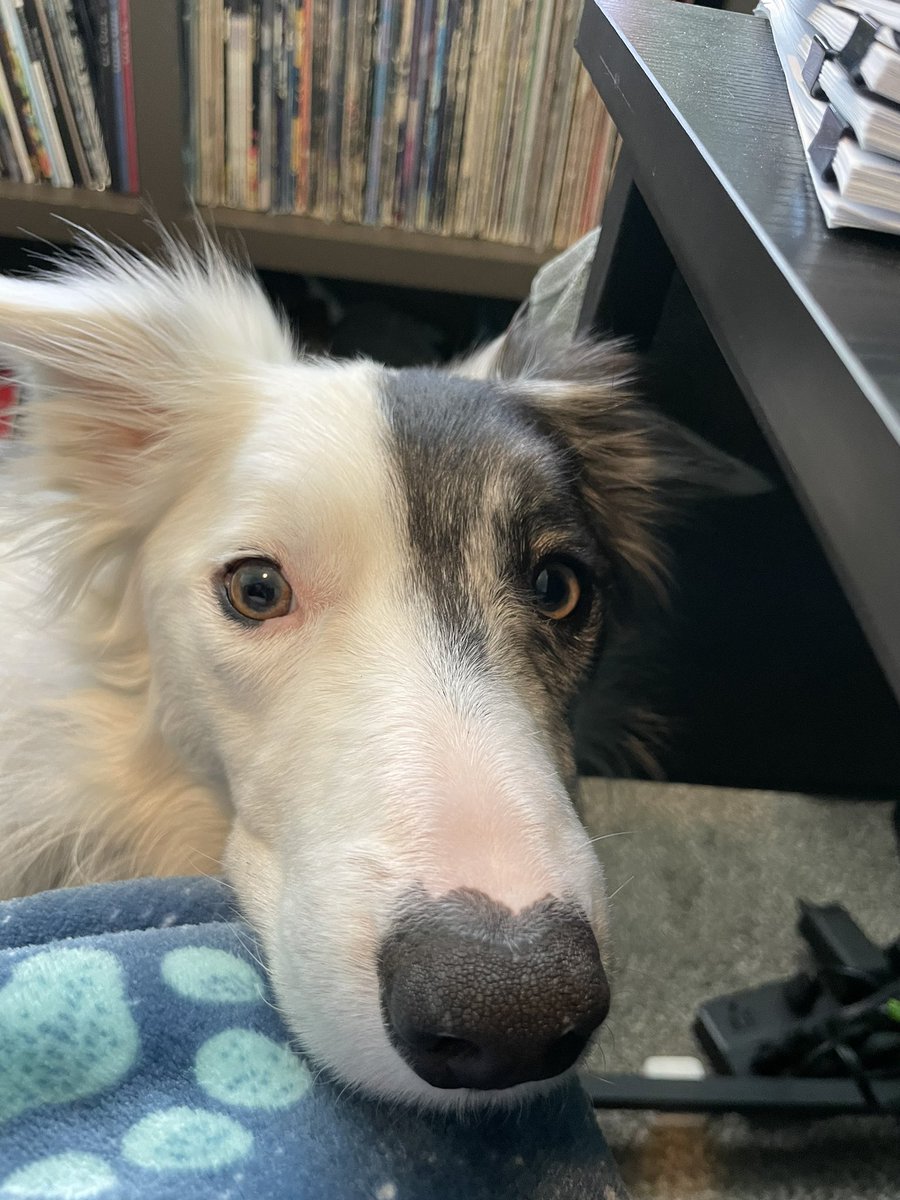 ourdoggonelife tweet media