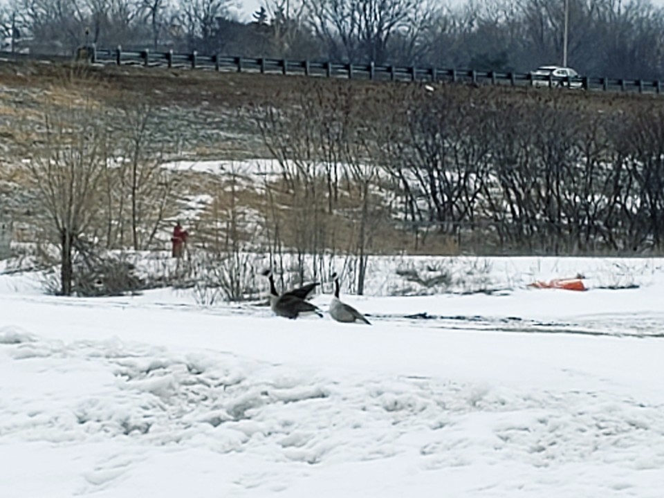 LauraPSalas's tweet image. Hello, Canada geese! Thanks for dropping in to tell Minnesota that spring is on its way. #SpringMusic