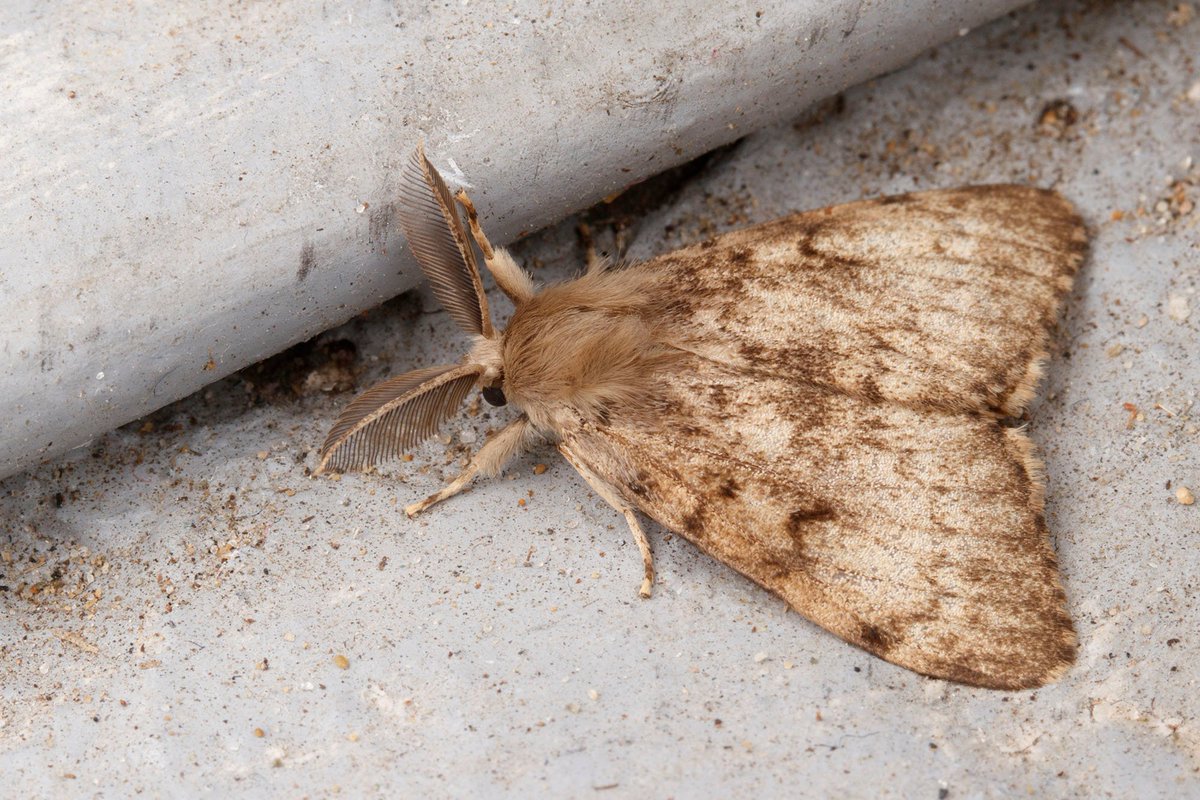 The Entomological Society of Canada has adopted the common name of ‘spongy moth’ for Lymantria dispar. 

Read the announcement: esc-sec.ca/2022/03/02/new…