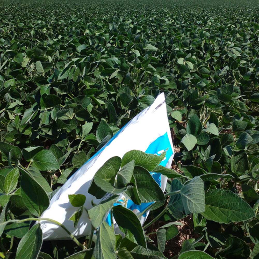 agromil_ltda's tweet photo. Soja de 2da sembrada con #MicrostarCMB 20 kg VS testigo productor. 👉 Primera foto a la izquierda Microstar CMB, a la derecha testigo productor. 🔎 Se observa mayor altura de planta con Microstar CMB 📍 Young, Rio Negro. 👥 Barraca Young.
#MicrostarSoja #RizobacterUruguay https://t.co/4rIyJp3prE