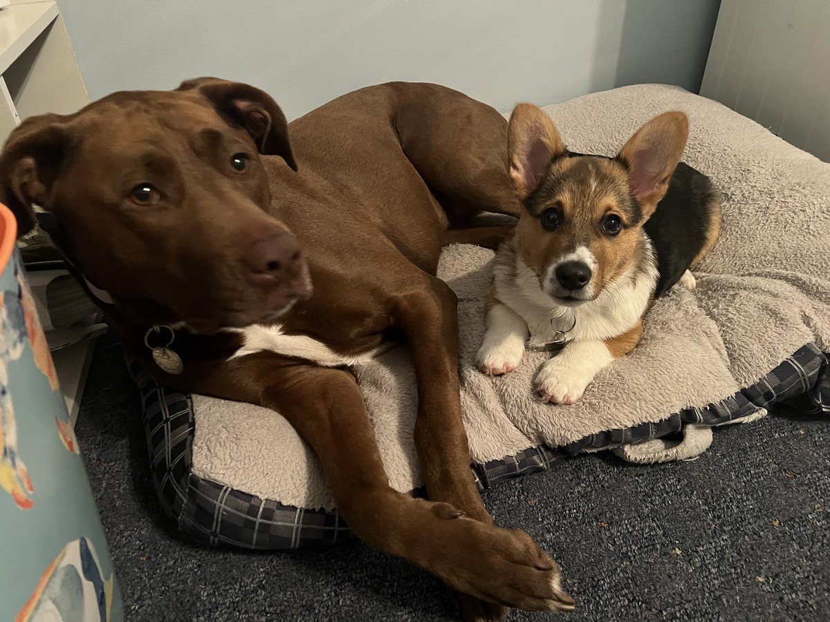 The best of friends 💗#dogsoftwitter #dogtwittercommunity