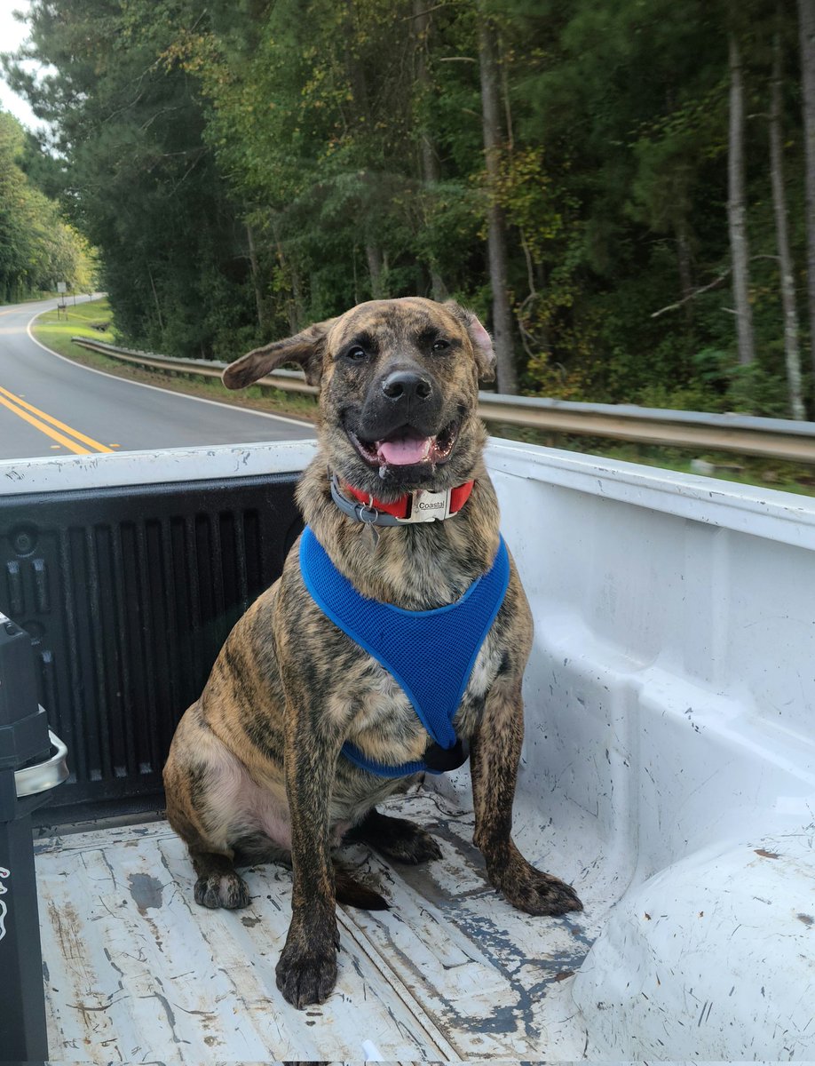 Thinking about the warmer days and rides in the truck ☀️🛻
#dogsoftwitter #summer #pupfloof #canigetaboop