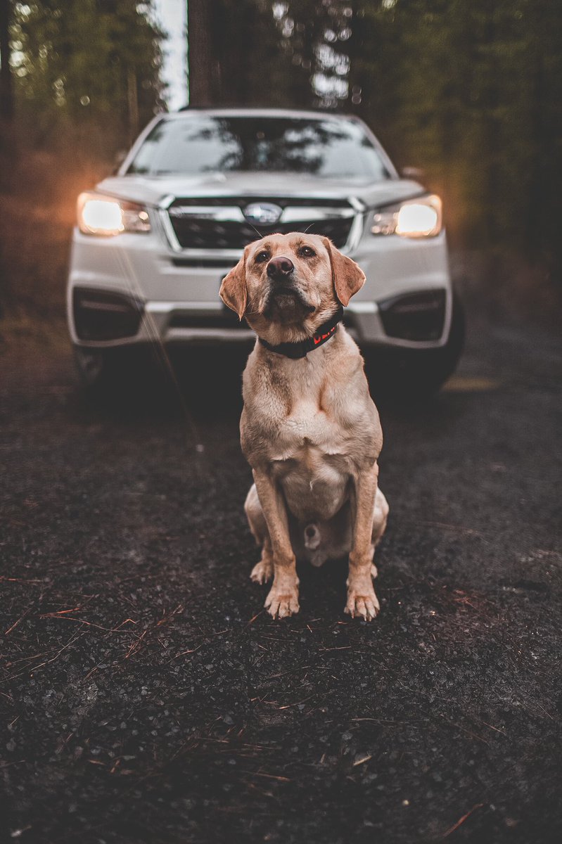 Katie + Pepper & Benny 📸 tweet media