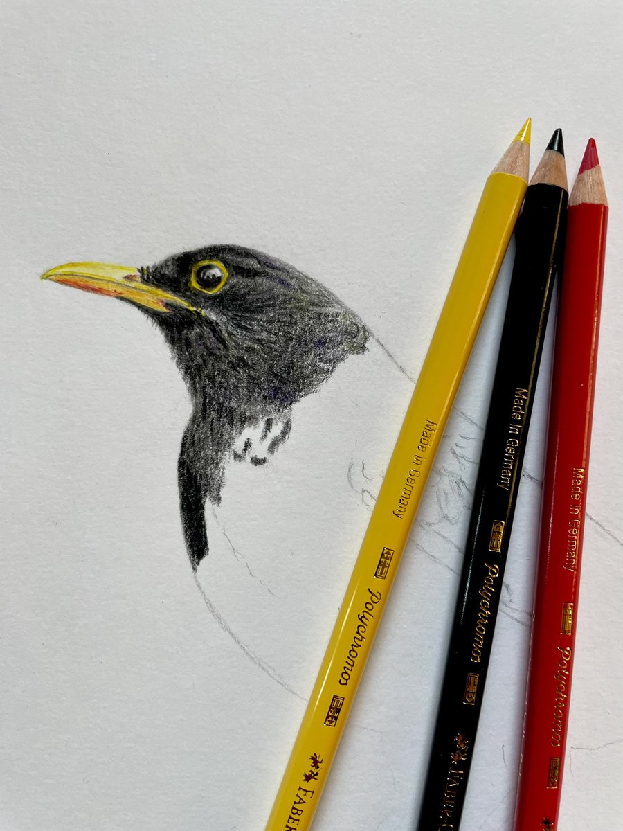 Working on a new drawing. A blackbird #colouredpencils #coloredsketch #sketch #pencil #drawing #art #artistontwitter