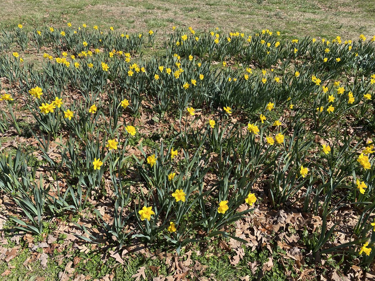 I’m wandering lonely as a cloud today. #amwriting #spring #poetry #Wordsworth