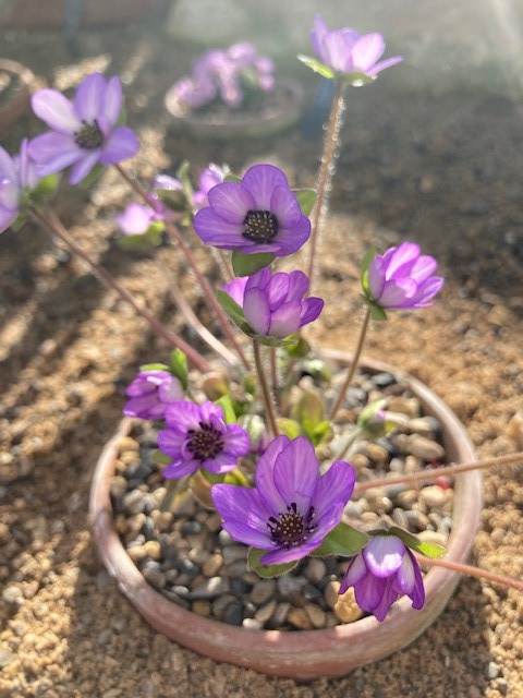 RHSHarlowCarr's tweet photo. There are some wonderful specimens to be found in the Alpine House, perfect for exploring when the weather is a bit dull!
#alpinehouse #wintergarden #winterflowers #alpines #rhsharlowcarr #winterwonders https://t.co/PZa4EOyKNe