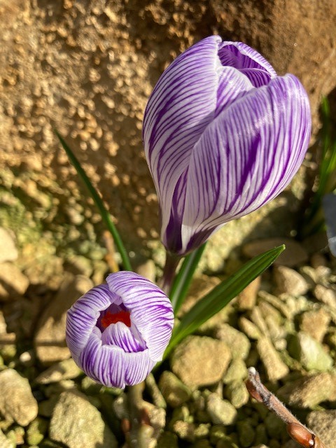 RHSHarlowCarr's tweet photo. There are some wonderful specimens to be found in the Alpine House, perfect for exploring when the weather is a bit dull!
#alpinehouse #wintergarden #winterflowers #alpines #rhsharlowcarr #winterwonders https://t.co/PZa4EOyKNe