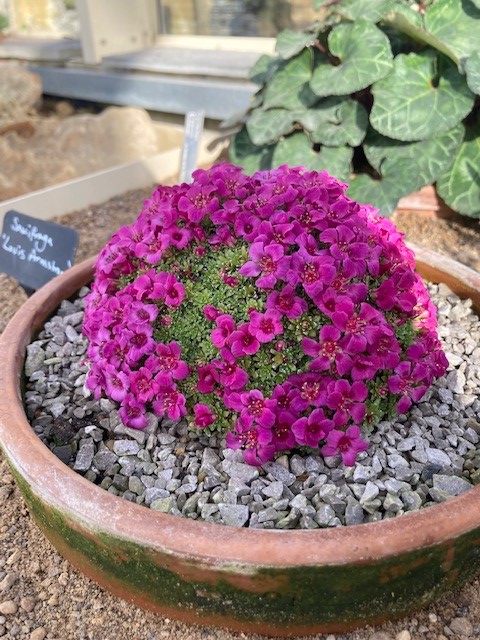 RHSHarlowCarr's tweet photo. There are some wonderful specimens to be found in the Alpine House, perfect for exploring when the weather is a bit dull!
#alpinehouse #wintergarden #winterflowers #alpines #rhsharlowcarr #winterwonders https://t.co/PZa4EOyKNe