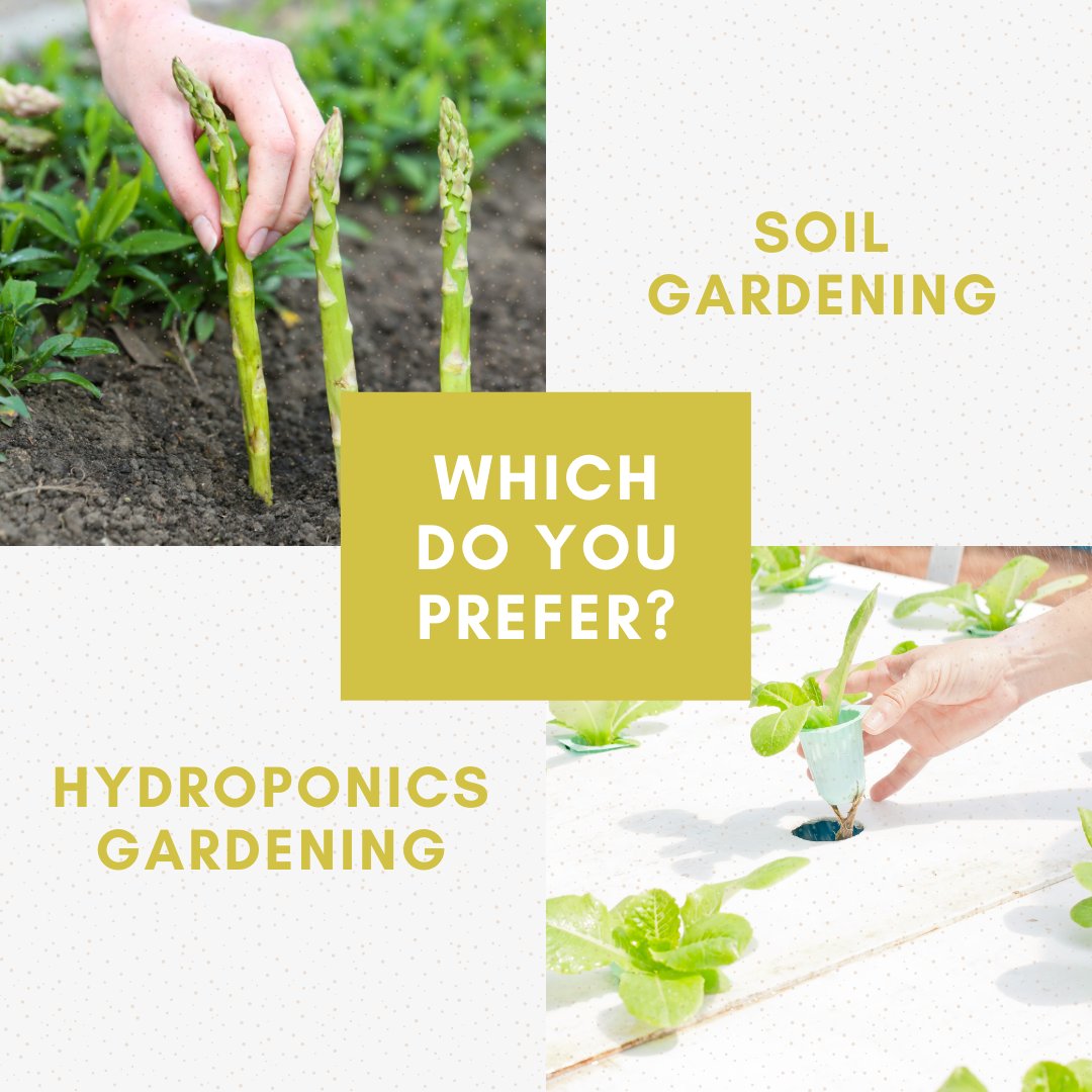 Gone were the days when soil is the only option to grow veggies at home. 🌱 It's about time to know more about Hydroponics Gardening. 💧 Check this out >>> ed.gr/dxhmn

#gardening #hydroponics #growingveggies #urbanfarming #outdoorgardening