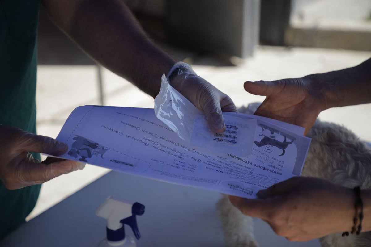 MunicipioValpo's tweet photo. 🔵En el marco de la Semana de Activación Comunitaria, porteños y porteñas acudieron al operativo veterinario en Parque Merced, en donde pudieron llevar a sus mascotas a ser desparasitados y obtener sus chips🐶🐱.
#Valparaíso #AlcaldíaCiudadana #ParqueMerced https://t.co/QpalgTCrVt