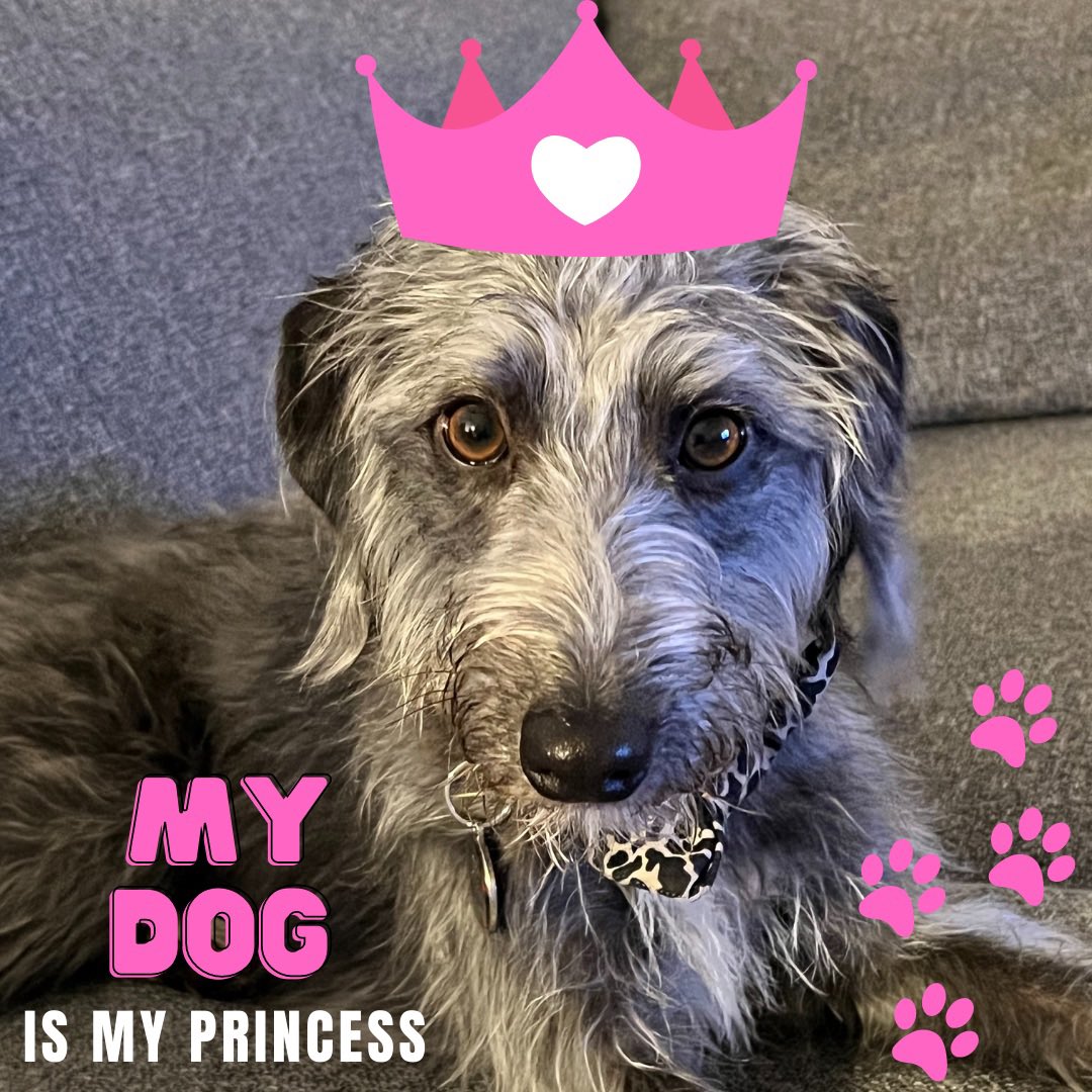 Princess of naughtiness 😂 
#CanvaDesignChallenge 
#princesspuppy
#bedlingtonwhippet