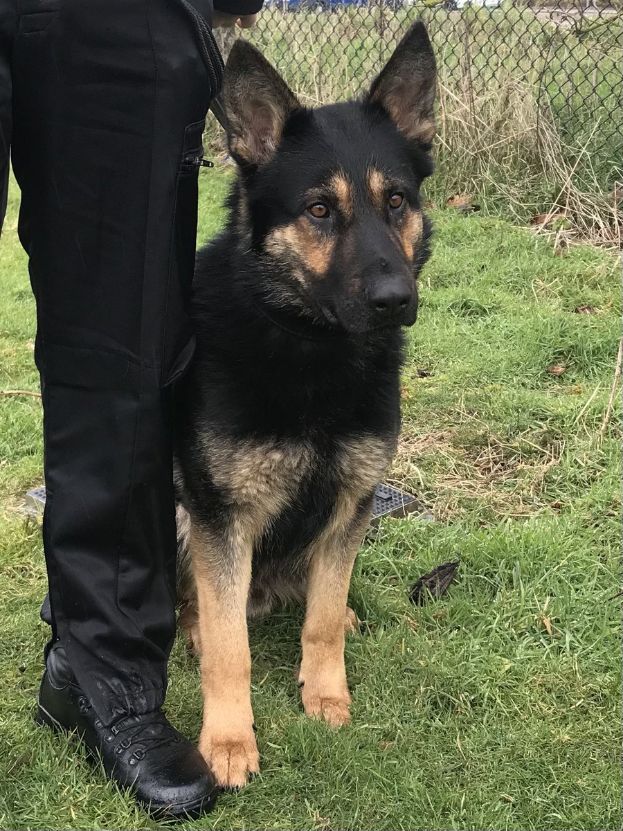 What a privilege to open our new Dog Support Unit Handlers Course this week - all raring to go! Welcome to our policing family PD Wren, PD Drago, PD Chewie and PD Ivan 🐾  Exceptional dedication and specialist skill employed by their Handlers…. Thank you 🙏 <a href="/StaffsPolice/">Staffordshire Police</a>