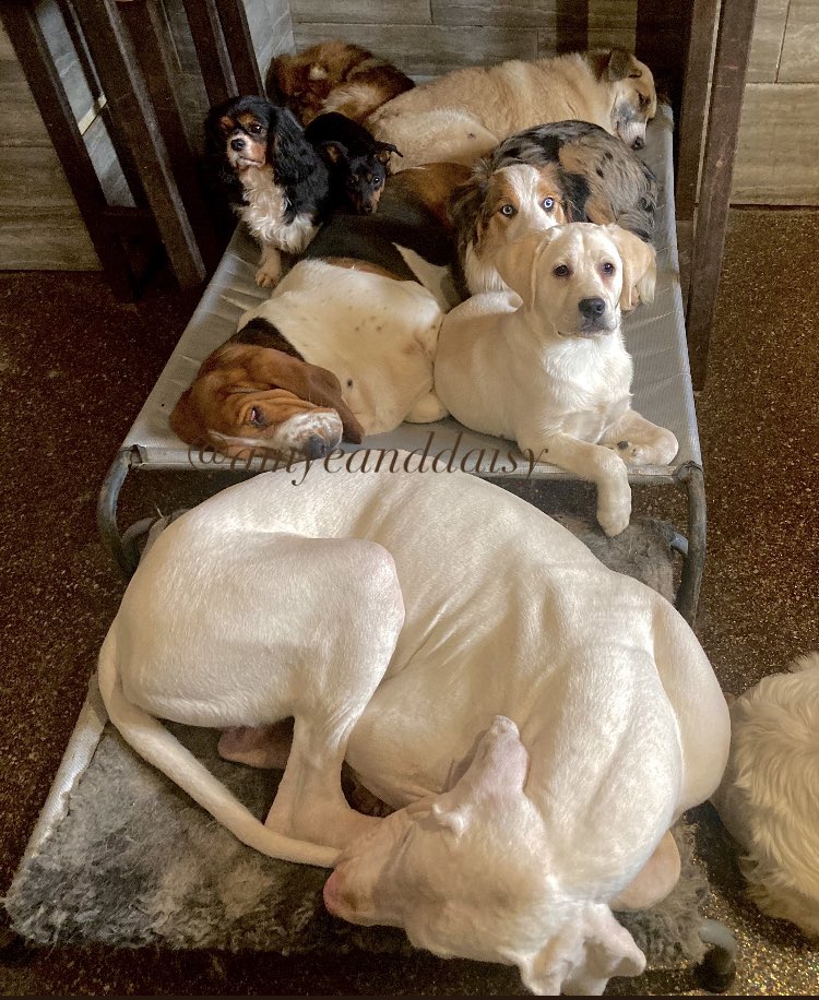 Reminder, never compare yourself to others! 🧭🐾📍🤷🏼‍♀️🐶

Camera means food! 😯
Everyone wanted to sleep archer just wanted to know if I had food 😂 

Jazper, Rosie, Sprout, Poppy, Samantha, Archer, Murdo n Vito #amyeanddaisy #twitterdogcommunity