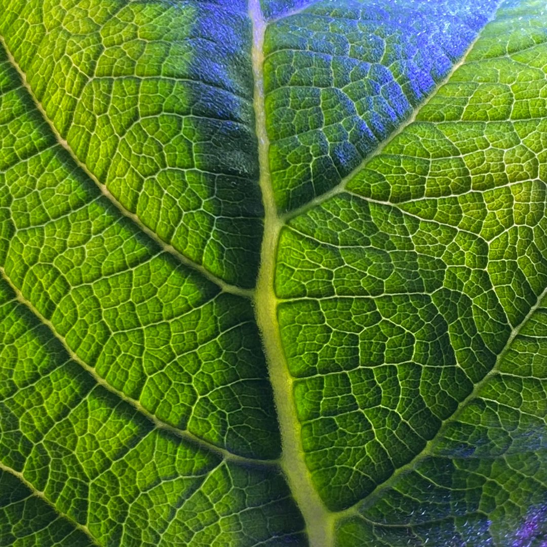 TowerFarmRD's tweet photo. Beauty that comes with the job 🍃

#UrbanFarmingFrance #HerbsForHealth #MedicinalPlants https://t.co/C8GuRPOkis
