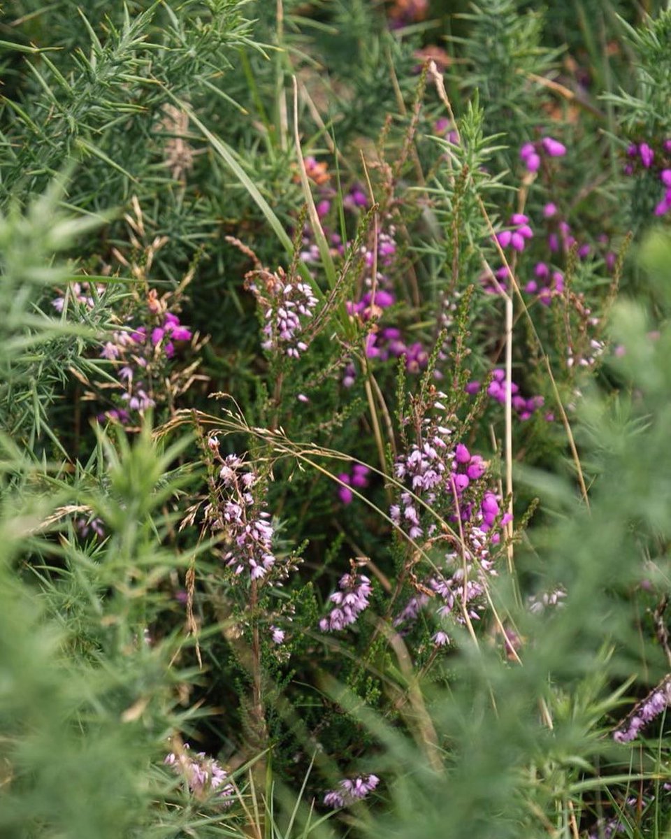 We want to hear your suggestions! Take part in our visitor survey. 

Your response will help us improve activities in Hastings Country Park Nature Reserve for you. Find the survey in our Instagram story highlights.
instagram.com/thebalehousenr

📷 Richard Gravett  
#wildflowers