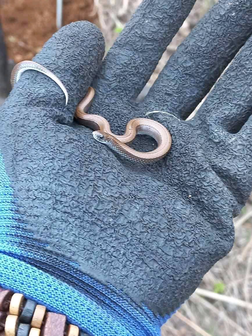 Drogo_Bes's tweet photo. I found this common Slug eater(Duberria Lutrix) it was an overcast ☁️  day https://t.co/VKyRaMVxLd
