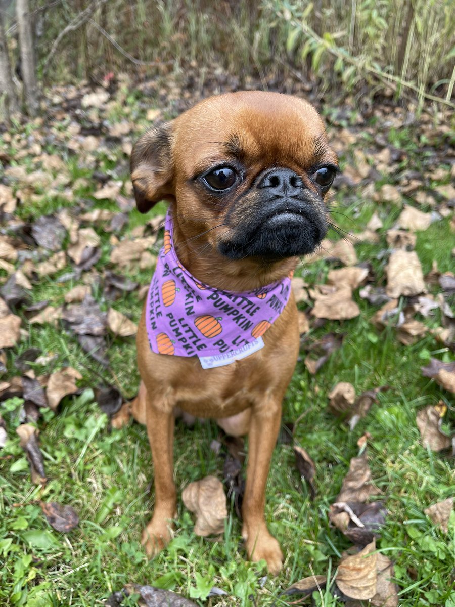 Throwback in autumn. In Quebec, it’s winter now and they’re is a loooot of snow. I hate it 🥶

#dogsoftwitter #DogsofTwittter #dogs #DogLover #dogsofinstagram