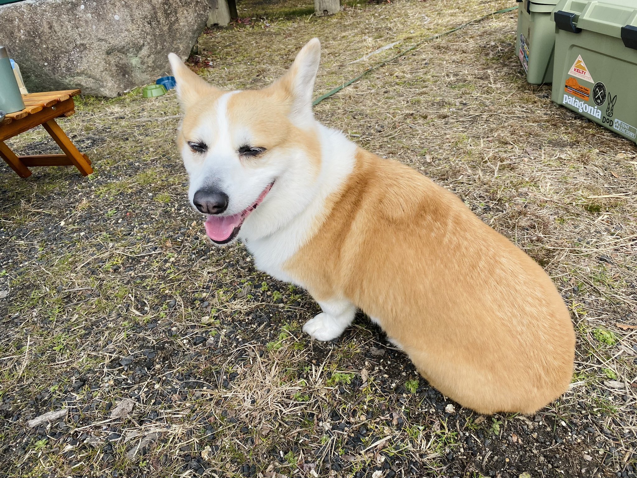 ジャップール 今日はハッチを連れて久々のデイキャンプに行ってきました 炭火で焼いた肉って通常の2倍くらい美味く感じるのホント謎ですよね あと外で食うカップヌードルの美味さも謎 T Co Uiylrdstfe Twitter
