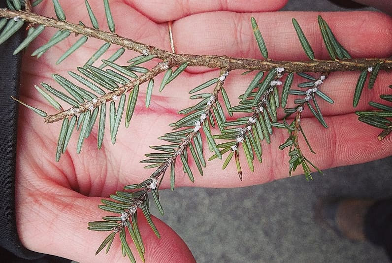 The first sign of hemlock woolly adelgid is a woolly mass at the base of needles. These tiny insects make a white wool-like wax to protect its eggs, on the underside of hemlock needles. #InvSpWk #hwa #InvasiveSpeciesAwarenessWeek #InvasiveSpecies