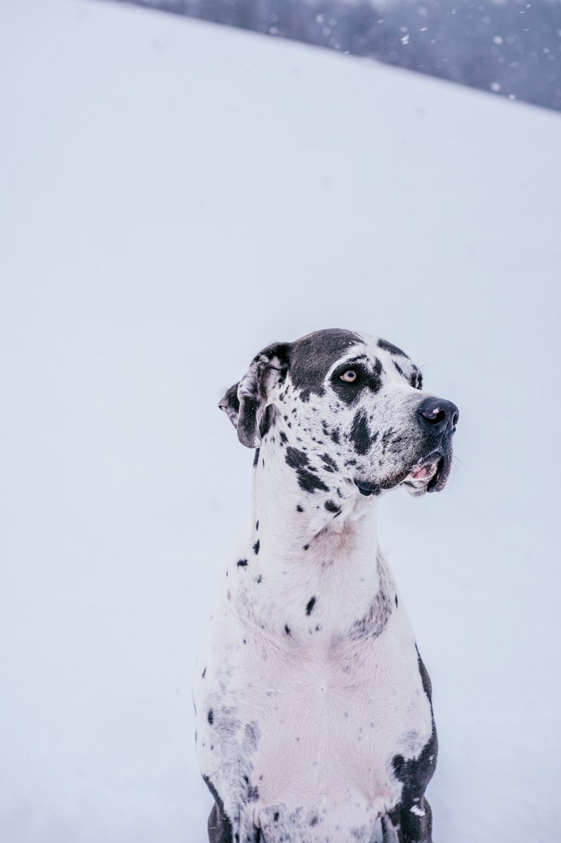 Hey y’all, meet Diesel!
.
He’s a super active and jolly guy that is the biggest baby!🤍
#dogsoftwitter #dogtwittercommunity