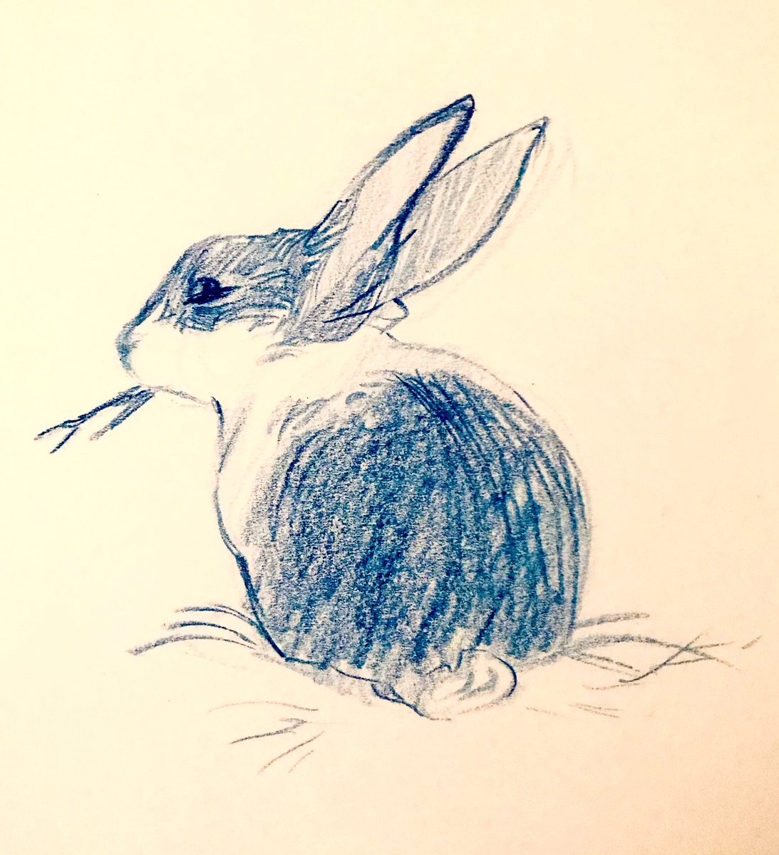 sketches from the rabbit rescue