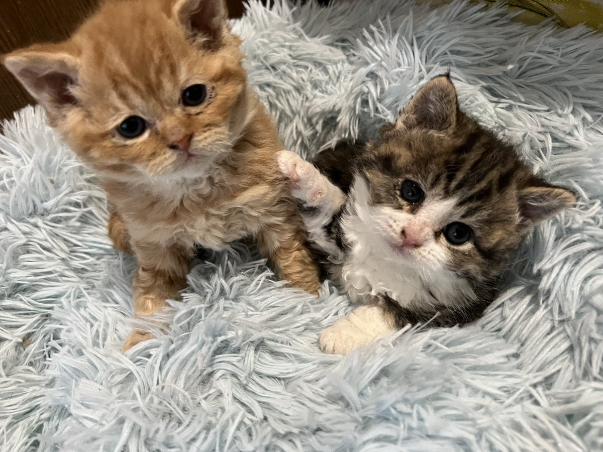 omiELLY3's tweet photo. ふぅたんBABY36日目❣️

こんなに大きくなりました🤗

今月中旬以降に二匹とも里子に出ます🚗 
(私の検査結果によって変動あり)

可愛い盛りだから寂しいけどね🥺
 #スコティッシュBABY
 #猫
 #可愛い
 #主慢性膵炎
 #胃カメラまで後2日 https://t.co/stgYl5a0po