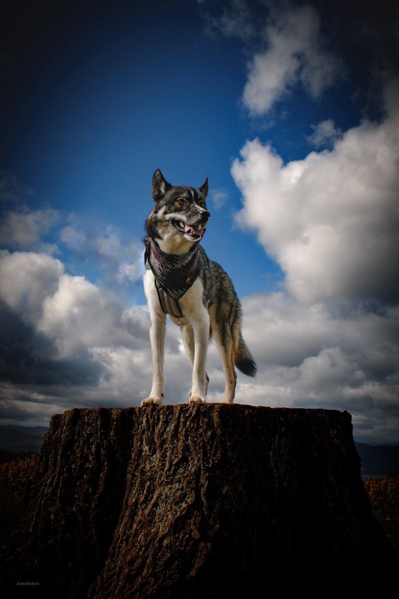 The Sibe + The Terv tweet media